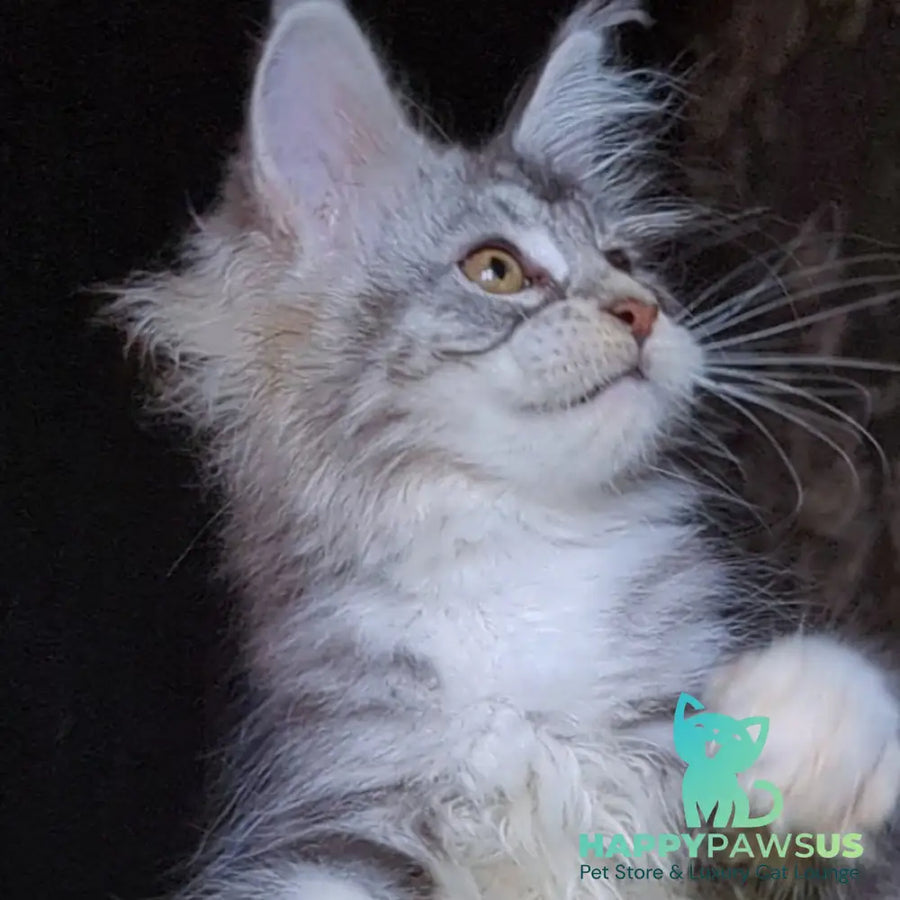 Irida Maine Coon female black silver tabby with white - live animals