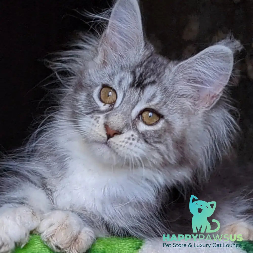 Irida Maine Coon female black silver tabby with white - live animals