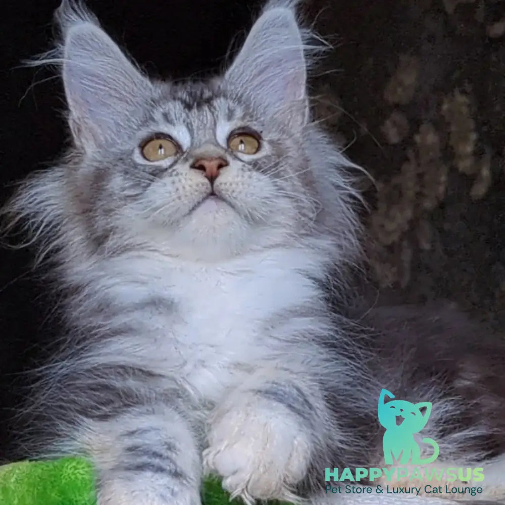 Irida Maine Coon female black silver tabby with white - live animals