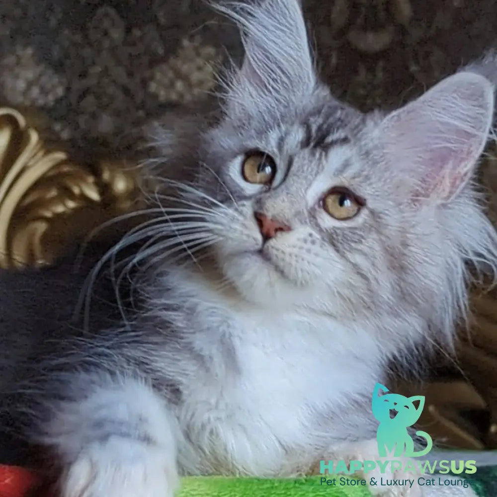 Irida Maine Coon female black silver tabby with white - live animals