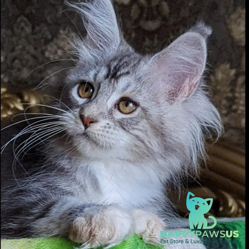 Irida Maine Coon female black silver tabby with white - live animals