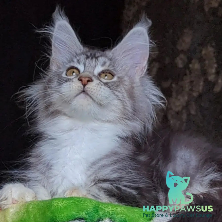 Irida Maine Coon female black silver tabby with white - live animals