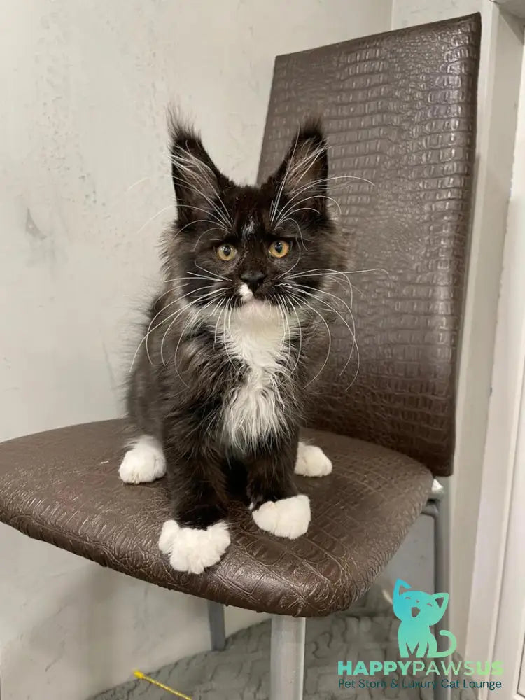 Irik Maine Coon male black with white - live animals