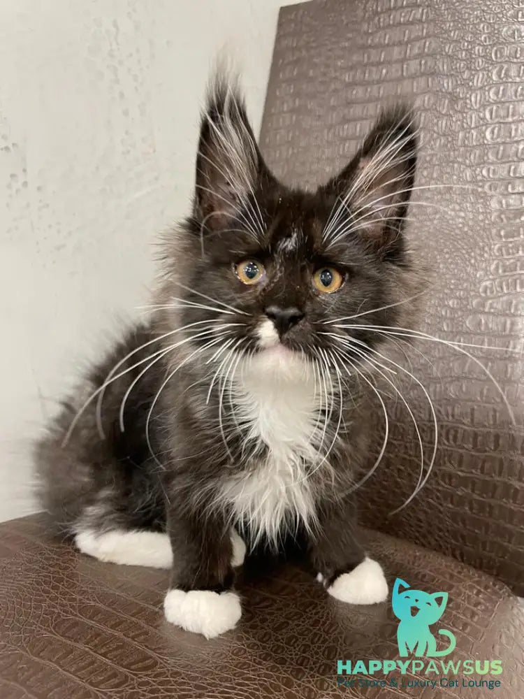 Irik Maine Coon male black with white - live animals