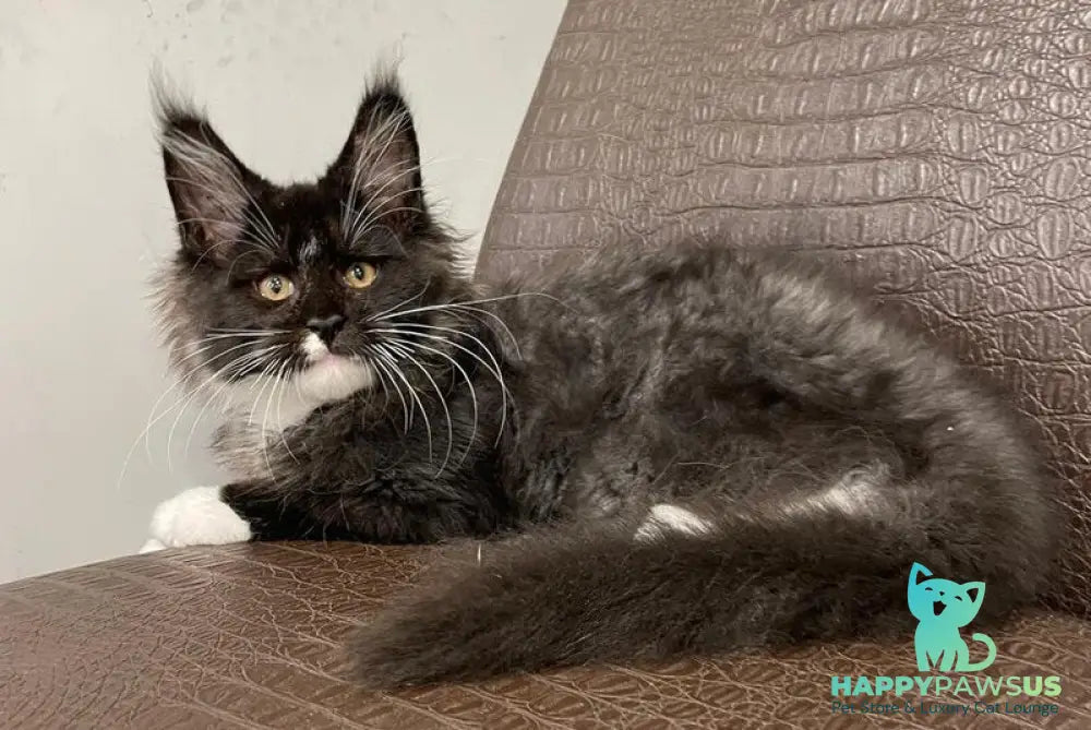 Irik Maine Coon male black with white - live animals