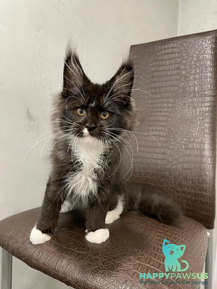 Irik Maine Coon male black with white - live animals