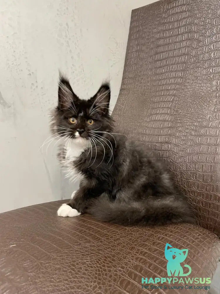 Irik Maine Coon male black with white - live animals