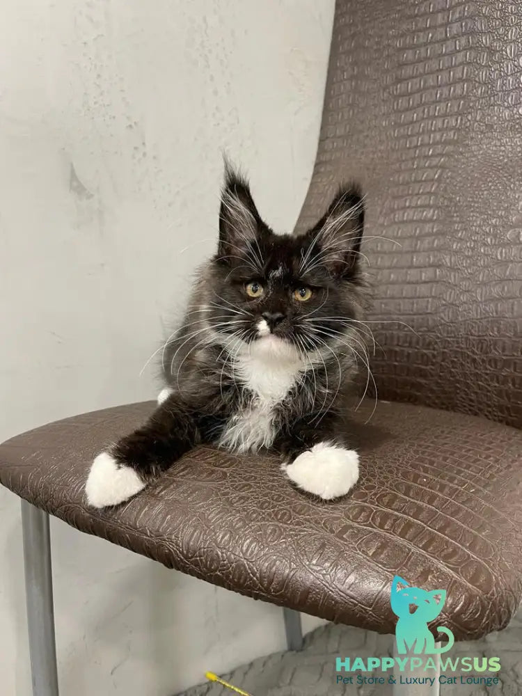 Irik Maine Coon male black with white - live animals