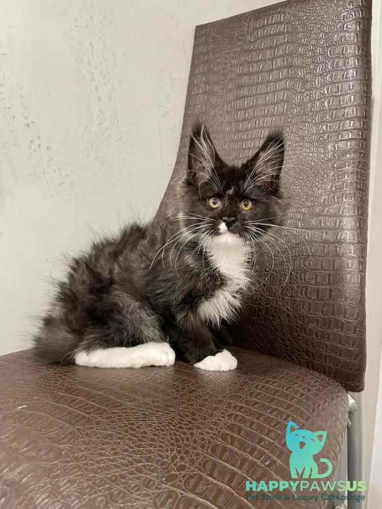Irik Maine Coon male black with white - live animals
