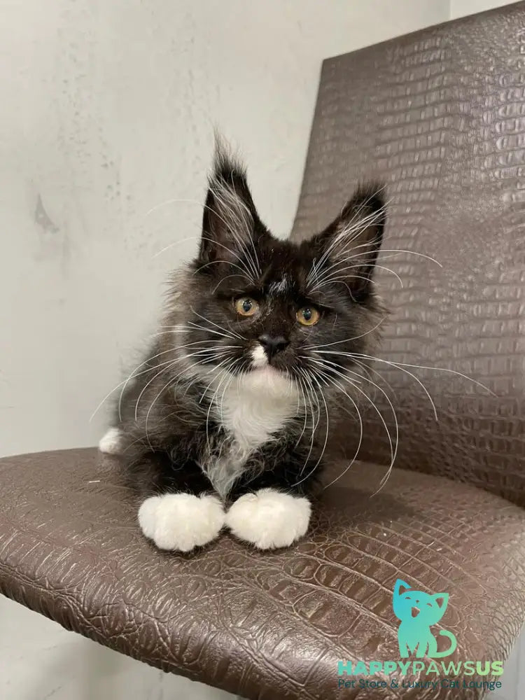 Irik Maine Coon male black with white - live animals