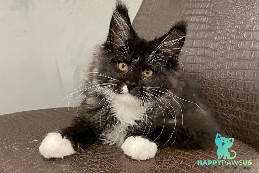 Irik Maine Coon male black with white - live animals