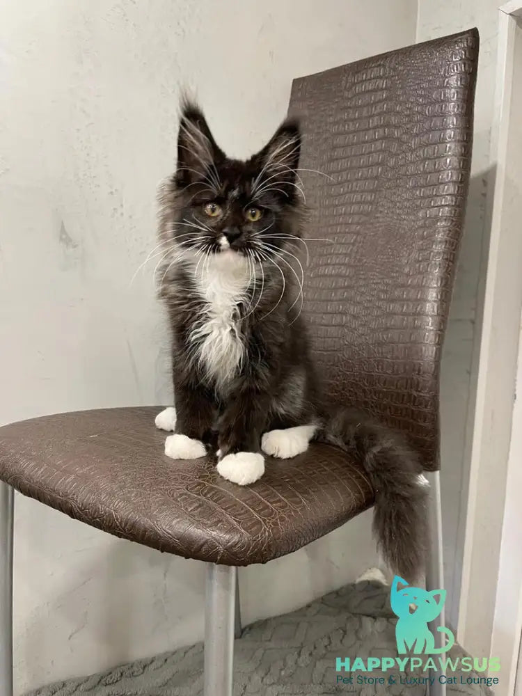 Irik Maine Coon male black with white - live animals