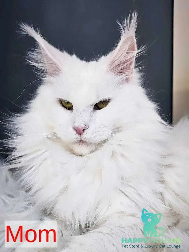 Irik Maine Coon male black with white - live animals