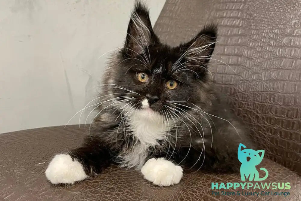 Irik Maine Coon male black with white - live animals