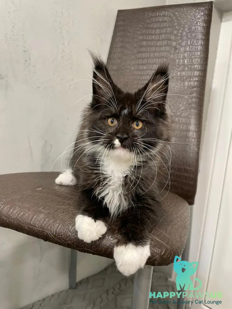 Irik Maine Coon male black with white - live animals