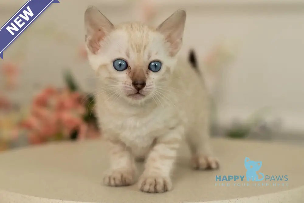 Iris Bengal female black pointed live animals