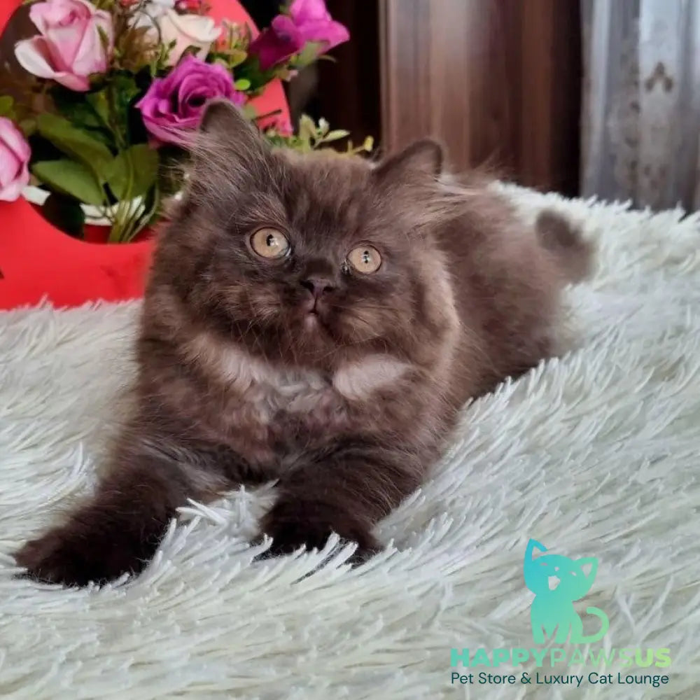 Iris British Longhair female chocolate - live animals