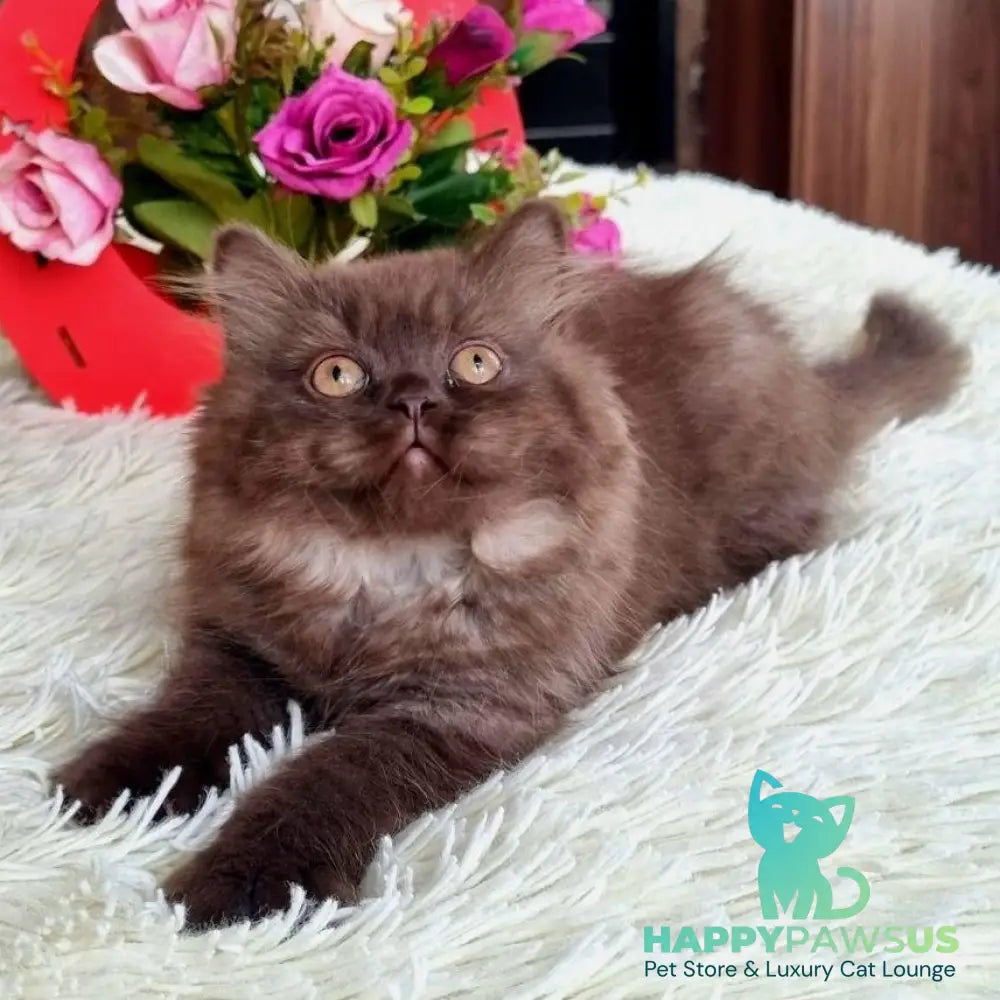 Iris British Longhair female chocolate - live animals