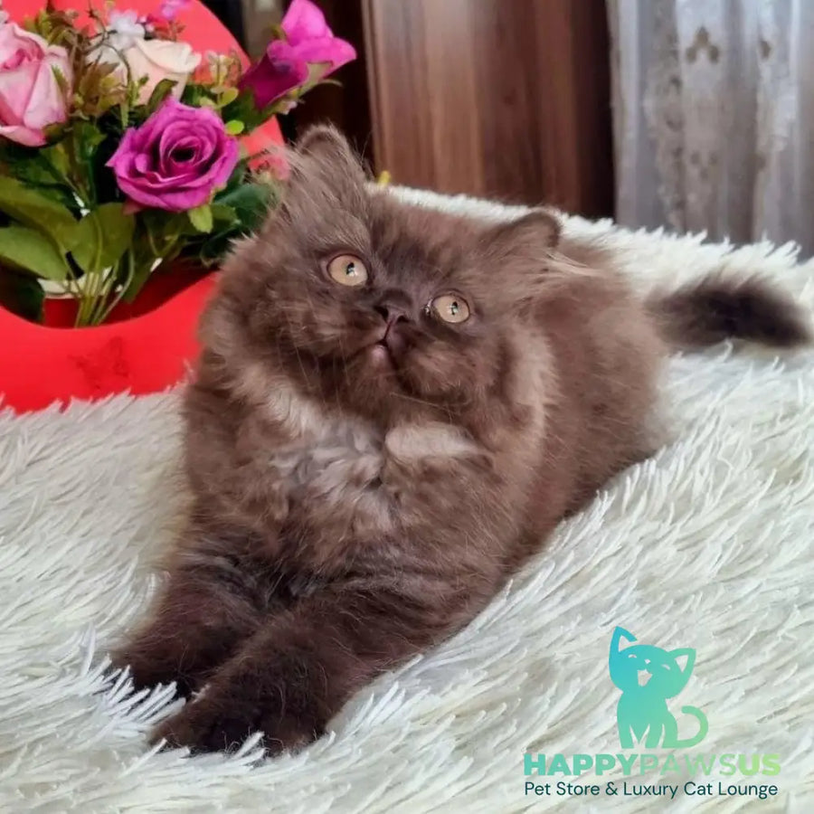 Iris British Longhair female chocolate - live animals