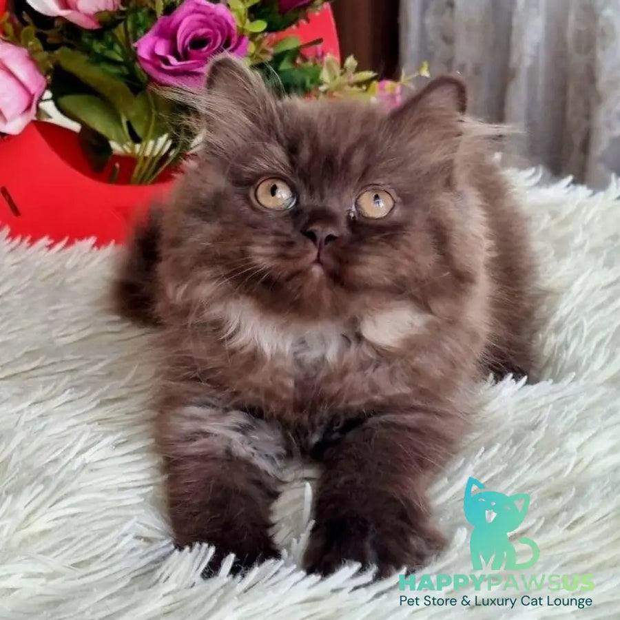 Iris British Longhair female chocolate - live animals