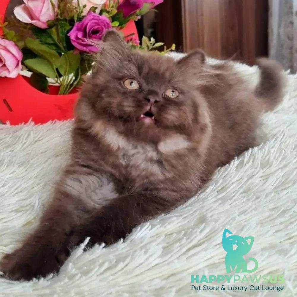 Iris British Longhair female chocolate - live animals