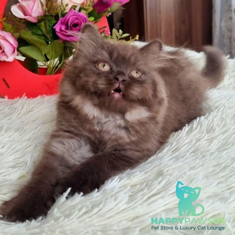 Iris British Longhair female chocolate - live animals