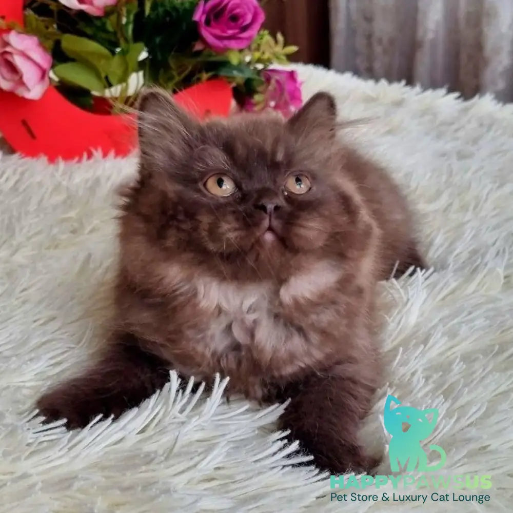 Iris British Longhair female chocolate - live animals