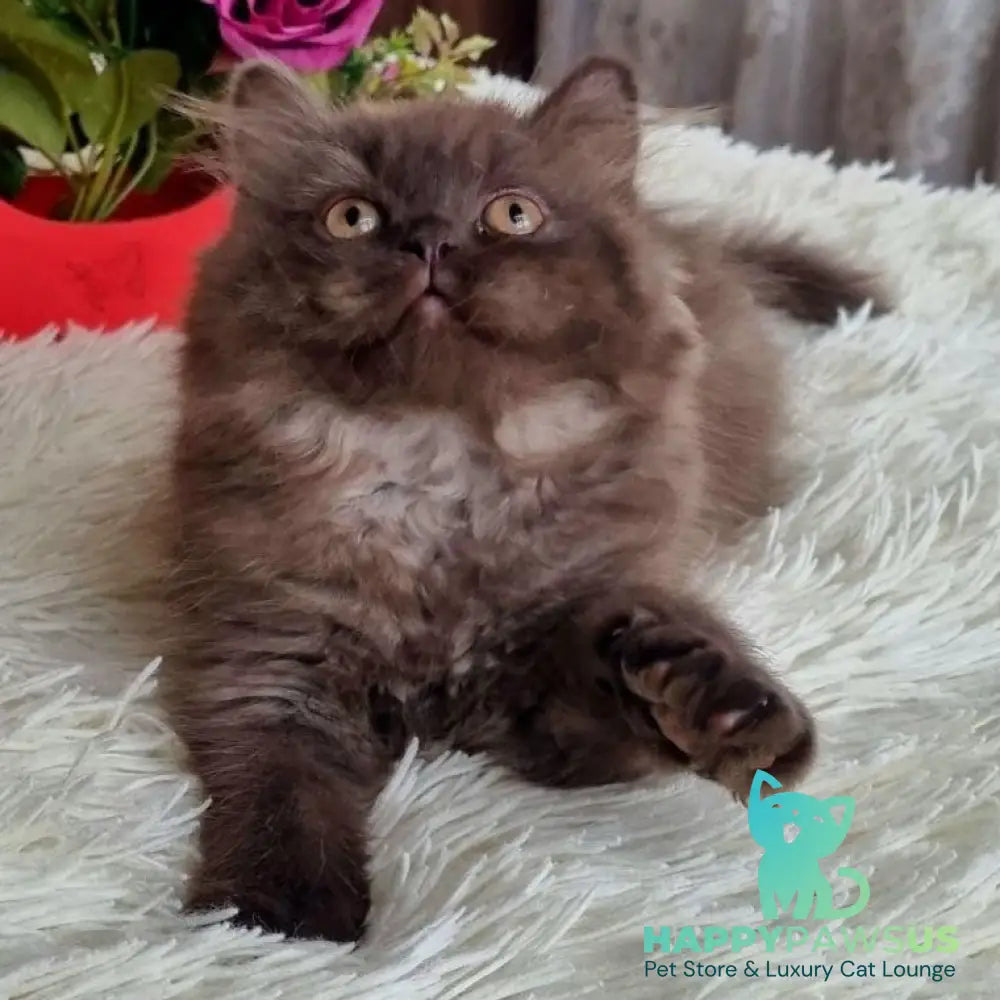 Iris British Longhair female chocolate - live animals