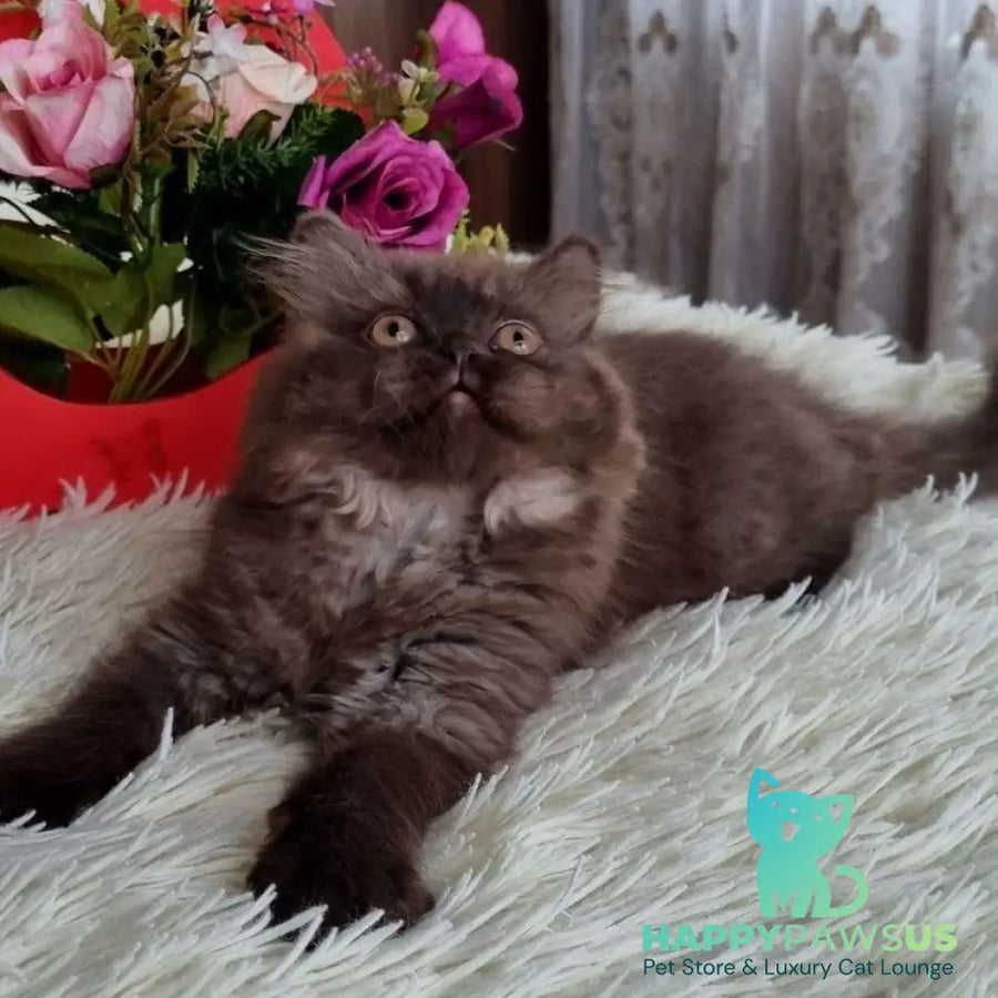 Iris British Longhair female chocolate - live animals