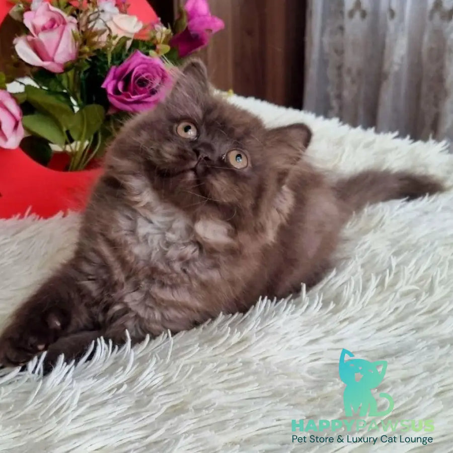 Iris British Longhair female chocolate - live animals
