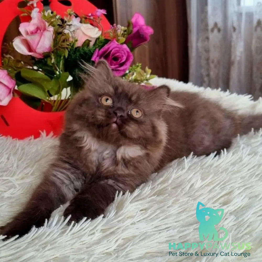 Iris British Longhair female chocolate - live animals