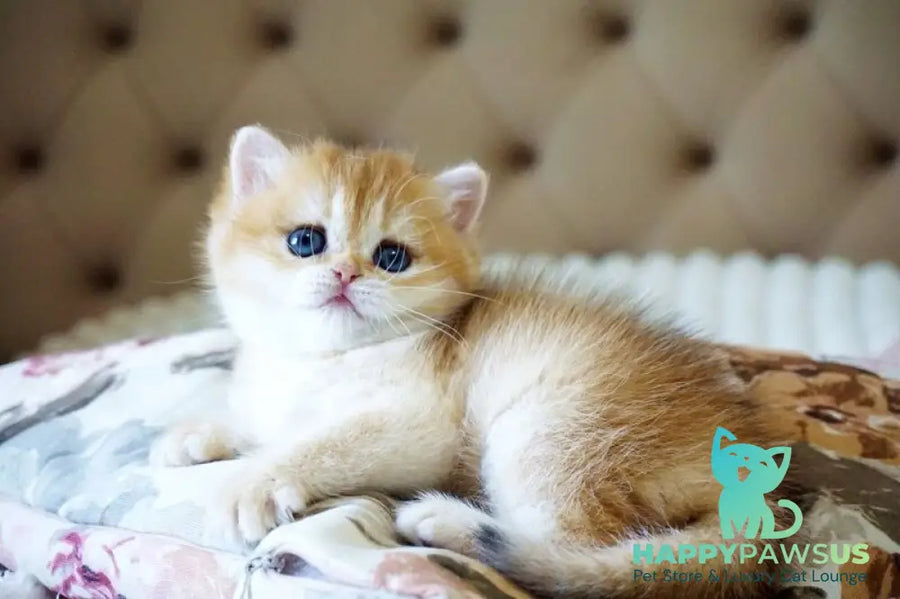 Iris British Shorthair female black golden chinchilla - live animals