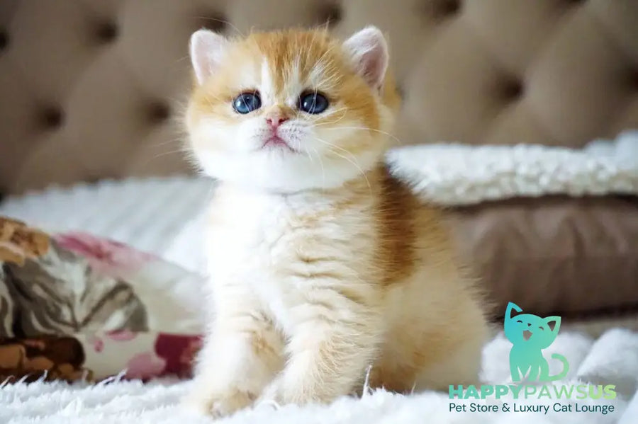 Iris British Shorthair female black golden chinchilla - live animals