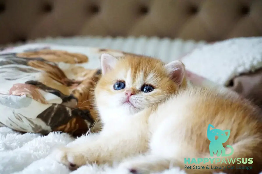 Iris British Shorthair female black golden chinchilla - live animals