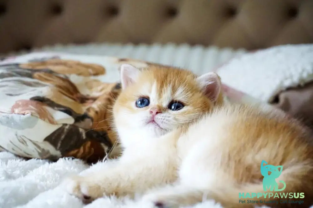 Iris British Shorthair female black golden chinchilla - live animals