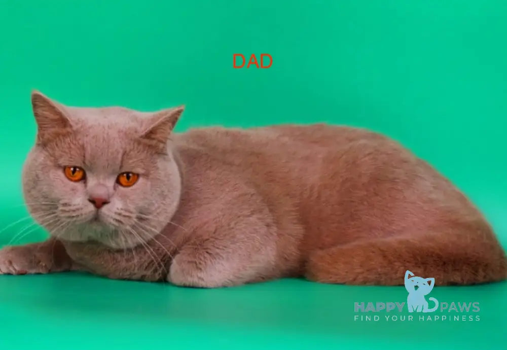 Iris British Shorthair female chocolate bicolour live animals