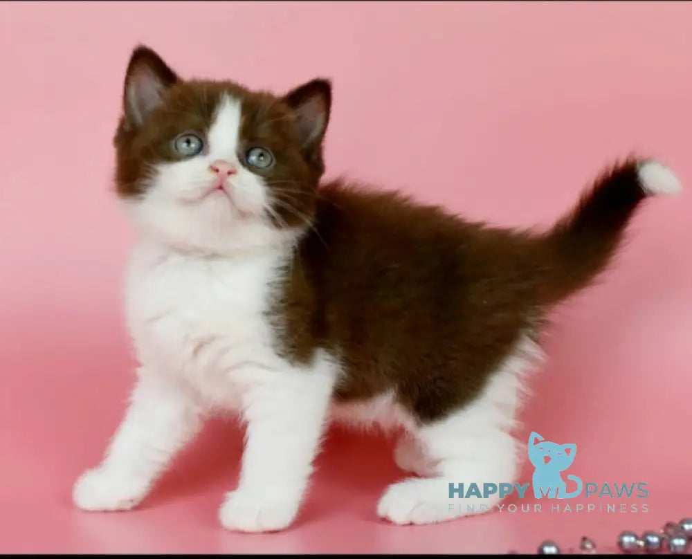 Iris British Shorthair female chocolate bicolour live animals