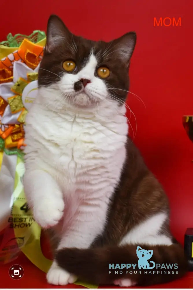 Iris British Shorthair female chocolate bicolour live animals