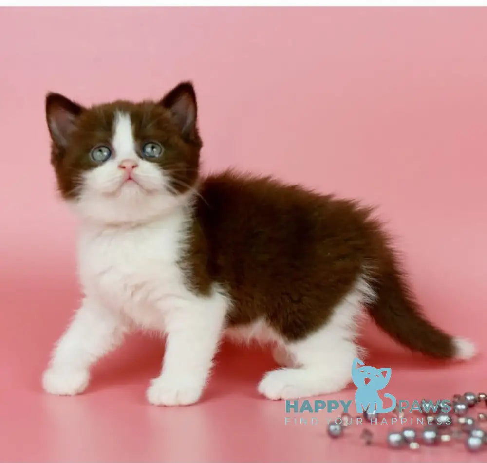 Iris British Shorthair female chocolate bicolour live animals