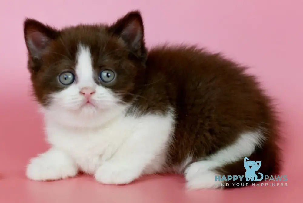 Iris British Shorthair female chocolate bicolour live animals