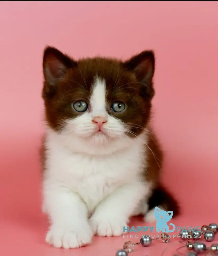 Iris British Shorthair female chocolate bicolour live animals
