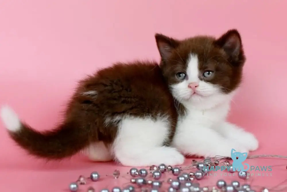Iris British Shorthair female chocolate bicolour live animals