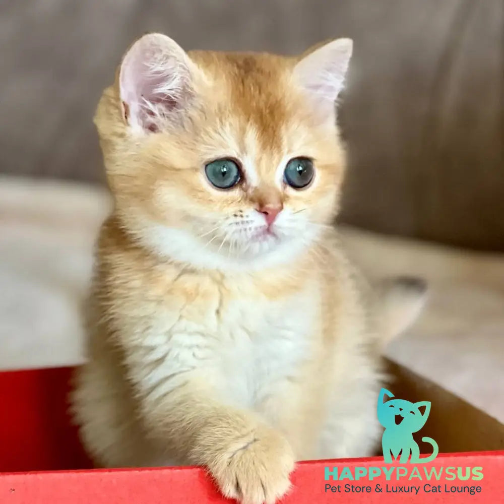 Iris British Shorthair female chocolate golden chinchilla - live animals