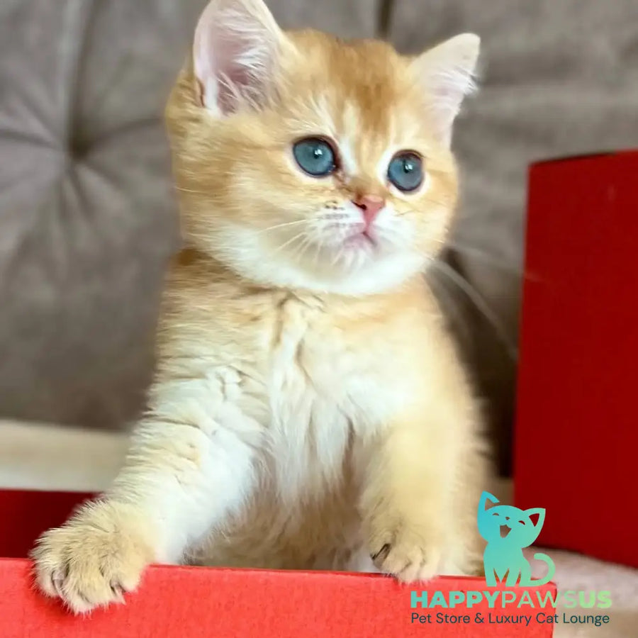 Iris British Shorthair female chocolate golden chinchilla - live animals