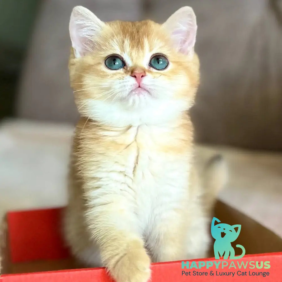 Iris British Shorthair female chocolate golden chinchilla - live animals
