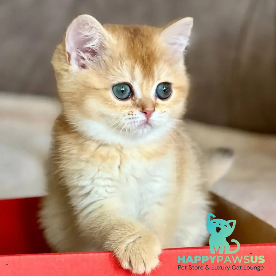 Iris British Shorthair female chocolate golden chinchilla - live animals