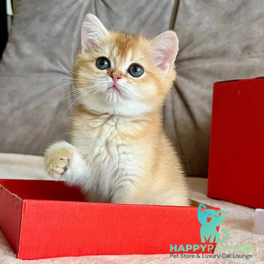 Iris British Shorthair female chocolate golden chinchilla - live animals