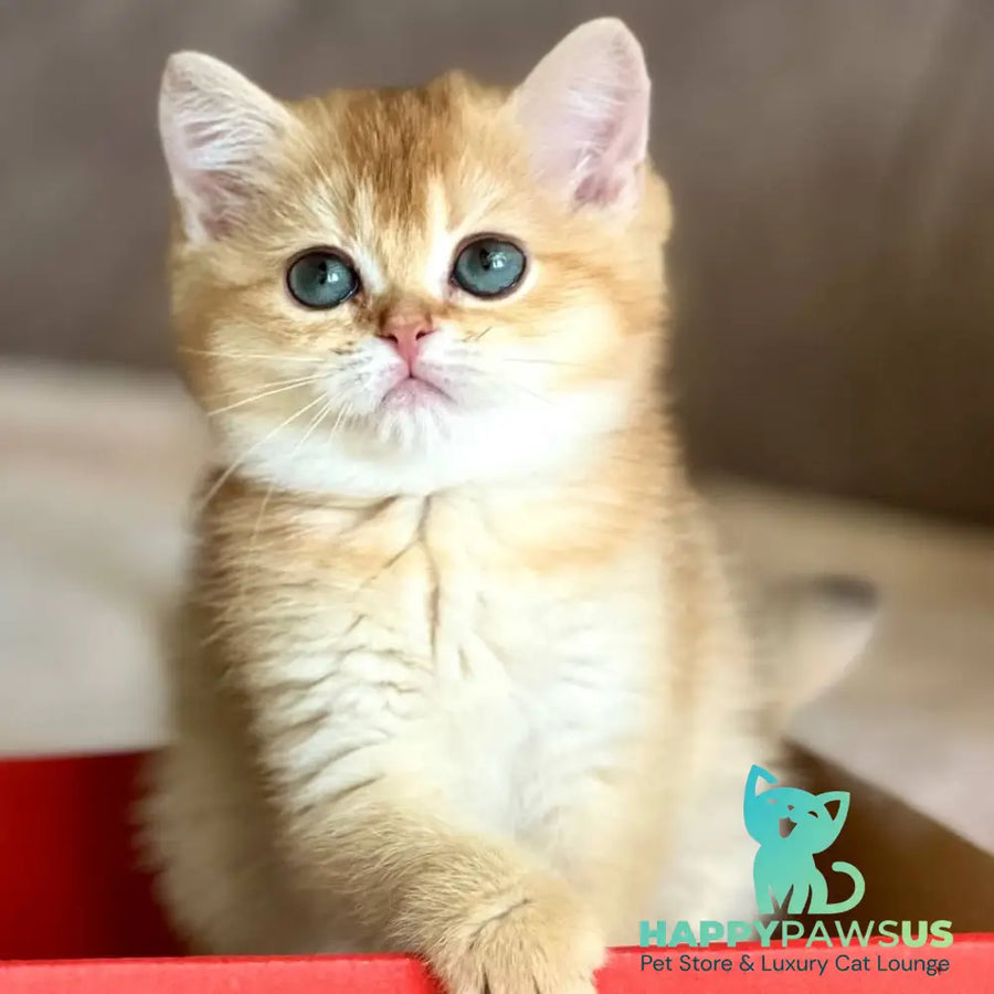 Iris British Shorthair female chocolate golden chinchilla - live animals