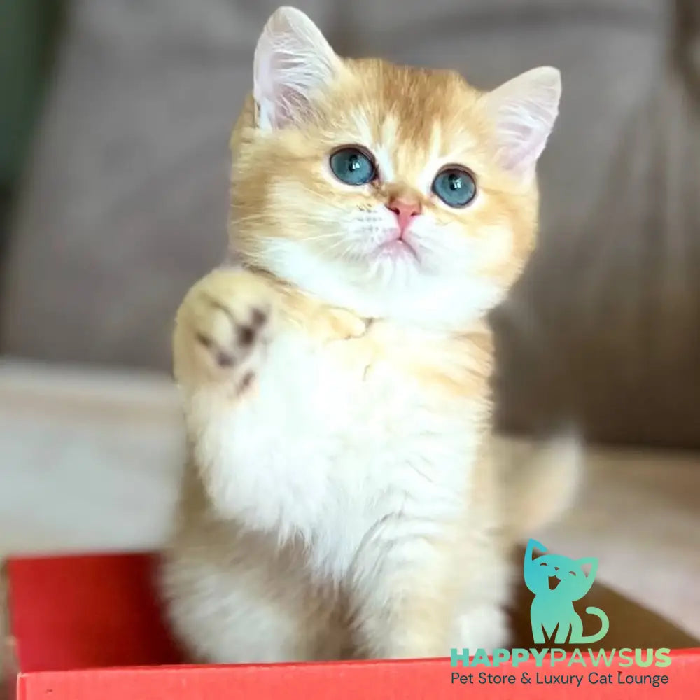 Iris British Shorthair female chocolate golden chinchilla - live animals