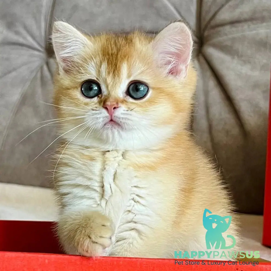 Iris British Shorthair female chocolate golden chinchilla - live animals